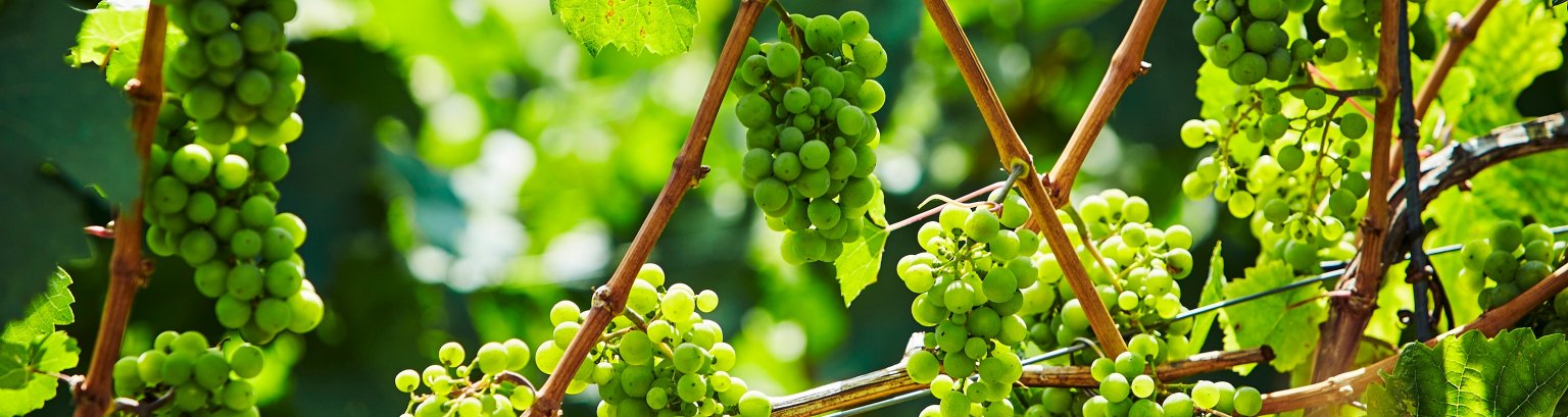 Weinreben.jpg